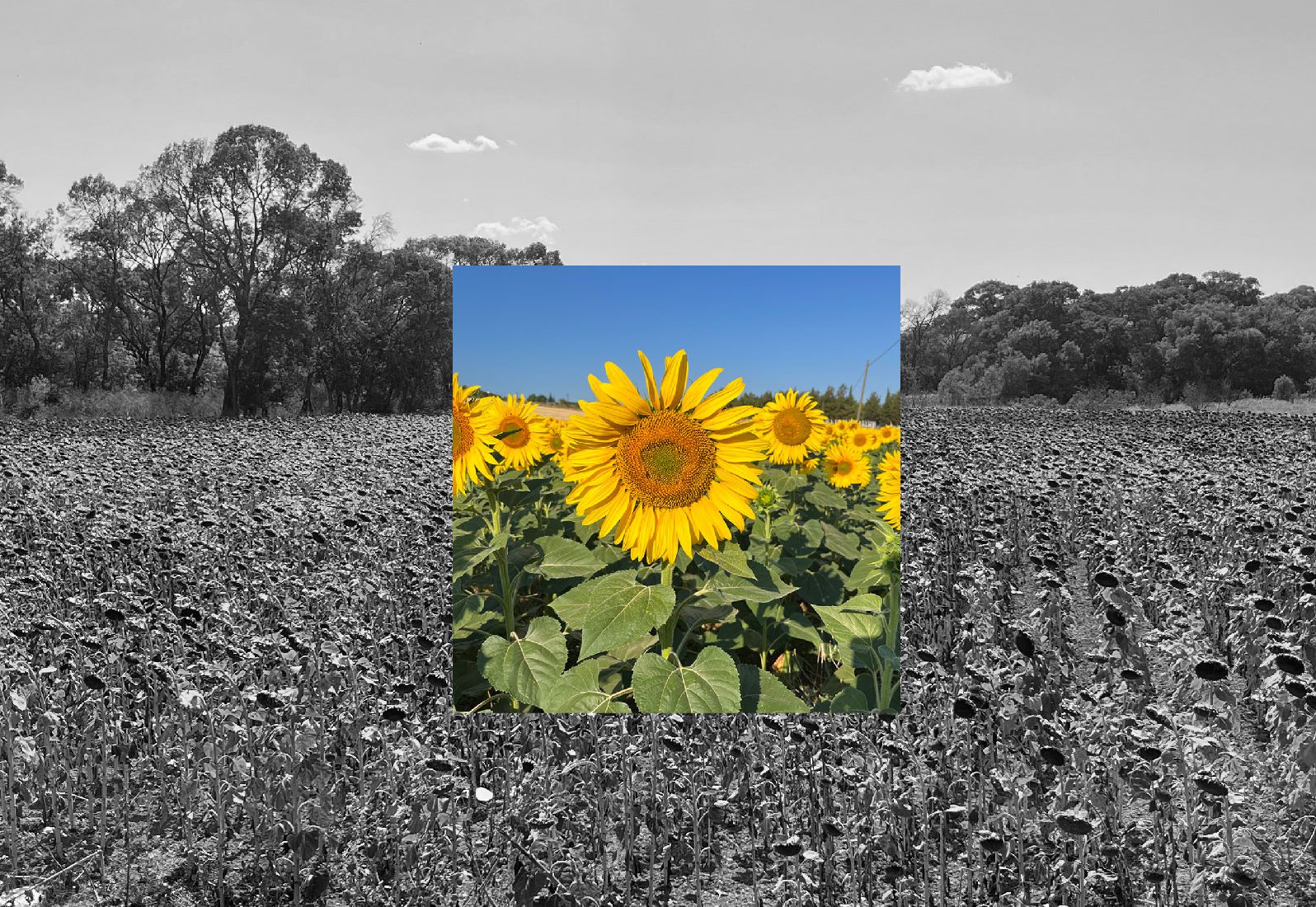 İstikrarlı Yanlışlarımız